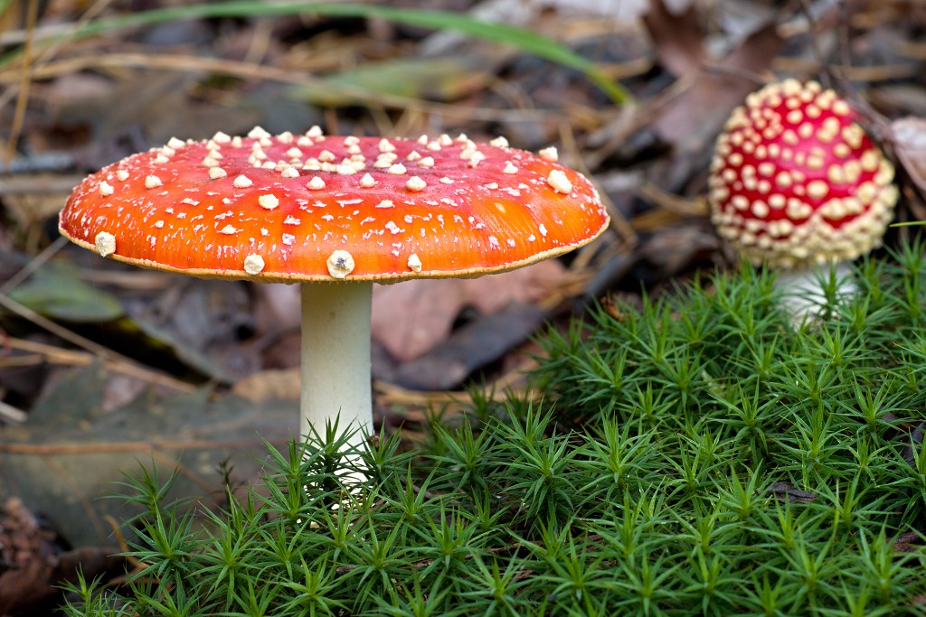 paddenstoel paddenstoelen paddestoel paddestoelen schimmel zwam schimmels zwammen hdr paddo paddos champignon champignons herfst najaar